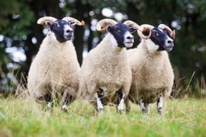 3-ewes