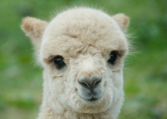 lama_sweet
