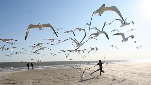 seagulls-happiness