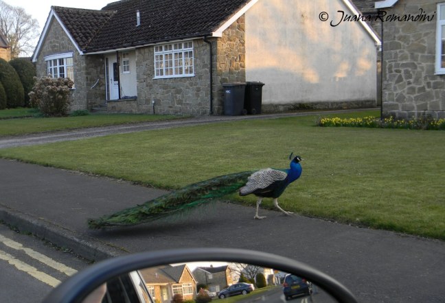 12North-Yorkshire_050415