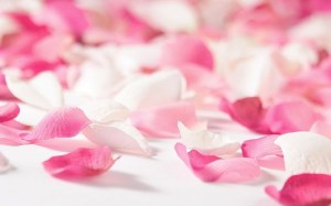 Petali-di-rosa