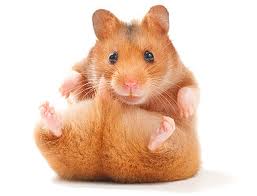 hamster